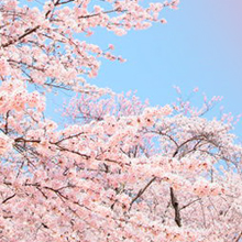 桜の写真